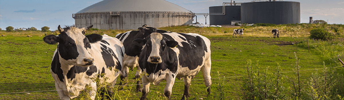 CHP Solution For Biogas Farm
